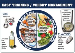 balance plate for easy training or weight management