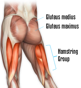 glute and hamstring anatomy